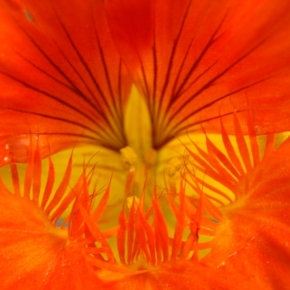 Gli spiriti della Natura - Il potere spirituale nel Mondo di Mezzo