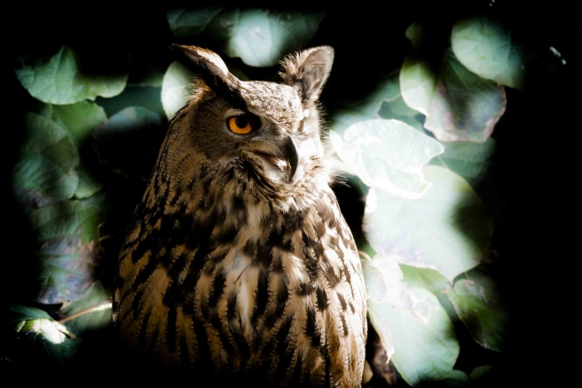 Stati Sciamanici di Coscienza